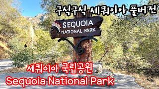 [미국여행] 세쿼이아 국립공원 풀버전 Sequoia National Park