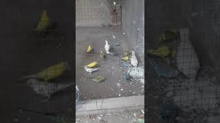 Birds Eating time#birds #shorts