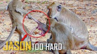 OMG! STOP! STOP NOW! Little brat pull baby monkey Jason leg very strong