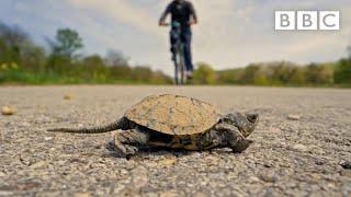 One tiny turtle... one epic journey...  - BBC