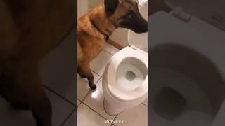 try to not laugh #laughing #dog #dogs #viral #trending #dogvideo #funnydogs |||||||