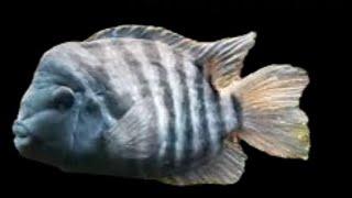 Convict Cichlid ULTIMATE Care Guide #cichlids #fishkeeping