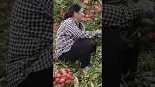 Lychee harvest is bustling with laughter - Thu Hien Farm