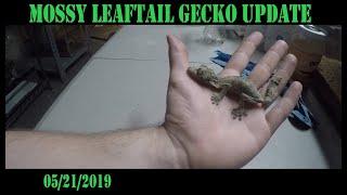 Mossy LeafTail Gecko Update(Uroplatus sikorae)