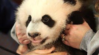 Panda cub is a 'mama's boy'