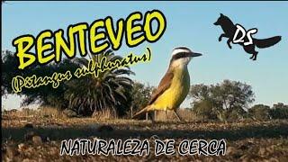 BENTEVEO -Great Kiskadee- (Pitangus sulphuratus) en DS "Naturaleza de cerca"