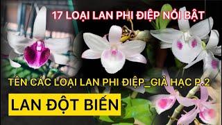 Tên Các Loại Lan Phi Điệp Rừng Việt Nam LAN ĐỘT BIẾN VAR