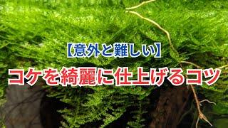 モスの仲間を綺麗に育てるコツ！