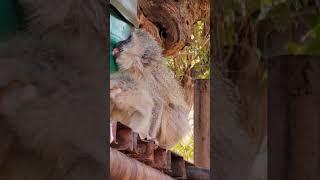 Thirsty Baby Monkey. #monkey #safari #southafrica #pilanesberg