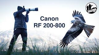 Canon RF 200-800mm Testbericht - Das Must-have für Wildtierfotografen?!