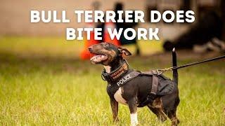 Can This Bull Terrier Do Bite Work? | Grassroots K9