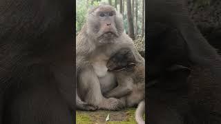 #monkey #shorts