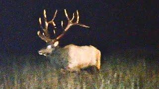 Pennsylvania Elk Rut 2024 - Part 5