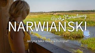 Narwiański Park Narodowy. Kraina jedynej takiej rzeki w Europie!