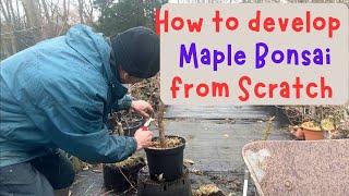 How to develop Maple Bonsai from scratch