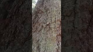 Douglas Fir Tree Sap - Smells like Eucalyptus, Sticks like Glue