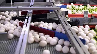 Egg Production Video