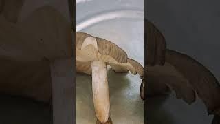 #organic mushroom 