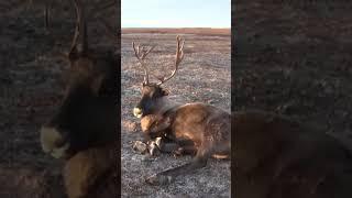 Жизнь коренного народа севера #ямал #крайнийсевер #янао #история