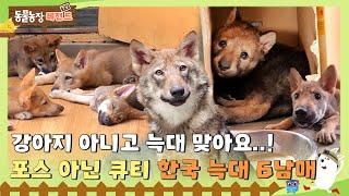 [TV 동물농장 레전드/SUB] 강아지 아니고 늑대 맞아요...! 포스 아닌 큐티 한국 늑대 6남매! #TV동물농장 #AnimalFarm #SBSstory