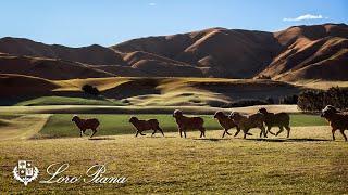 Loro Piana Savoir-Faire: Pecora Nera