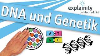 DNA und Genetik einfach erklärt (explainity® Erklärvideo)