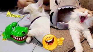 SO FUNNY.! 8 minutes of funny cat videos that really make you laugh  ~ Funny cats on Tiktok 2023