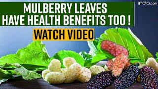 Health Benefits Of Mulberry Leaf: 5 Ways Through Which Mulberry Leaves Can Boost Your Health