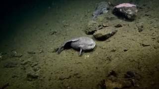 Blob Sculpin Sightings | Nautilus Live