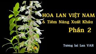 HOA LAN RỪNG VIỆT NAM & TIỀM NĂNG XUẤT KHẨU P.2 | Tương Lai Thị Trường lan VAR lan Đột Biến