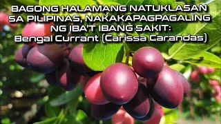 Bagong Halamang Natuklasan, Nakakapagaling ng Iba't- Ibang Sakit: Bengal Currant (Carissa Carandas)