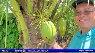 Khmer fruit farms - ចំការ ហូមស្តិត - Homestead, Florida, USA