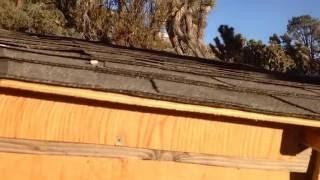 How To Cheap Scrap Wood Chicken Coop Build