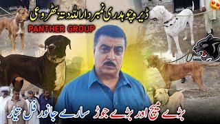 Dera Ch Numberdar Allah Dita Buthroi  All Dogs Are Ready For Fight  Big Match Are Coming || 2025