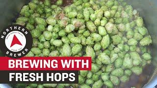 How to Homebrew with Fresh Hops