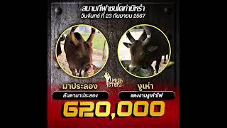 ข้อมูลสนามโคท่ามิหรำ วันที่ 23 กย. 67 จากเซียนฟลุ๊ก