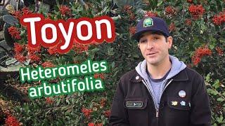 A Tribute to Toyon