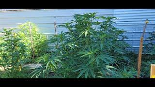 Calif Cannabis Garden is Going Ape Sh-t Wild. Grower is Going Insane