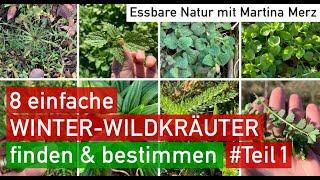 8 vitaminreiche WINTER-Wildkräuter, leicht & sicher sammeln. Ideales Lernvideo für Anfänger