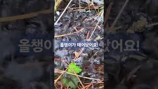 올챙이가 태어 났어요