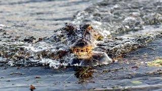 Crocodile Attack Boat killer - Sweetheart The Aussie heavyweight Champion.