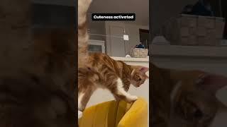 cuteness “activated” #shorts #petshorts #catshorts #viralshorts #youtubeshorts #cats #catsoftiktok