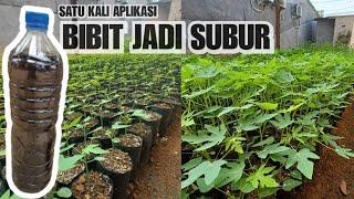 pupuk bibit pepaya california cepat subur