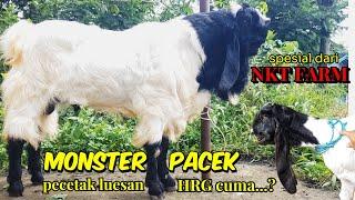 Kambing Pe jantan pacek ,induk ,dara ,bakalan jantan & betina umr 4-5 bln