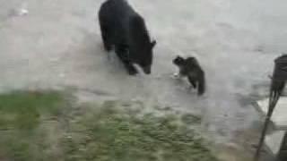 Cat vs. Bear