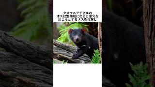 【タスマニアデビル】の面白い雑学 #shorts #タスマニアデビル #雑学