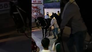 Horse Dance  #shorts #shortsyoutube  #horse ##dance #viral