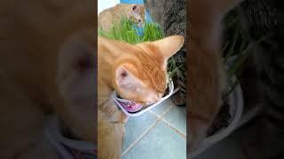 Gatitos comiendo pastito verde. #cateating #cateat #cateatingvideos #catlover #cute #cutecats