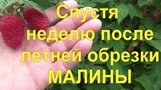 19. МАЛИНА по методу Соболева. Часть 3 - после летней обрезки результаты превзошли все ожидания!