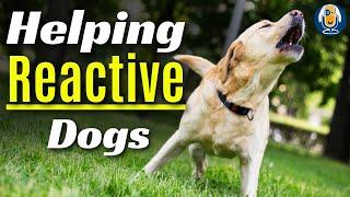 Reactive Dog Training: Help Dogs Move from Dysregulation to Self-Regulation Case Study